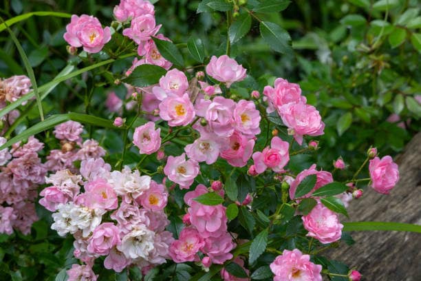 تصویر 3 از گل محمدی ارگانیک برداشت شده از باغ‌های پاک و بومی